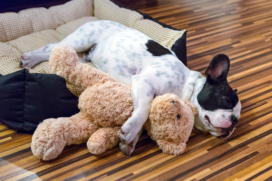 French bulldog puppy sleeping with teddy bear