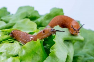 slugs in the garden