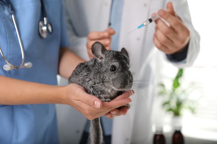 chinchilla at the vet