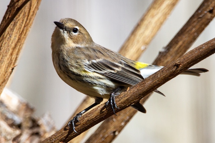 a yellow-rumped warbler
