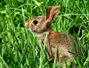 small-bunny