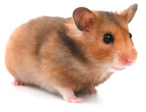 Hamster