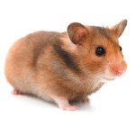 small-hamster