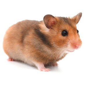 Hamster