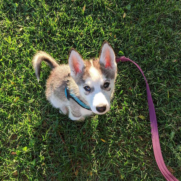 small-husky-puppy-in-grass