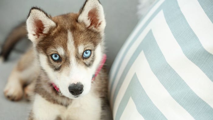 husky puppy on couch
