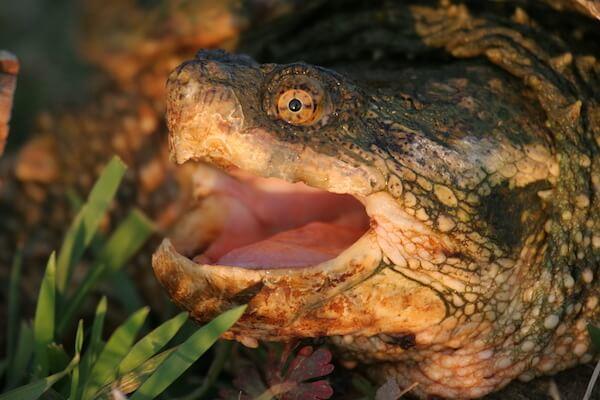 Snapping Turtle Mouth