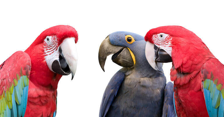 Social Parrots