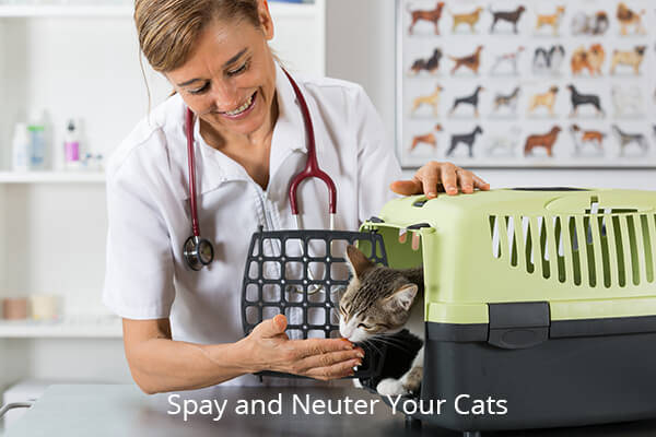 Spay and Neuter