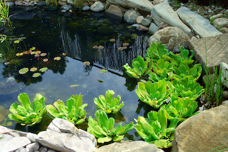 Spring Cleaning a Pond