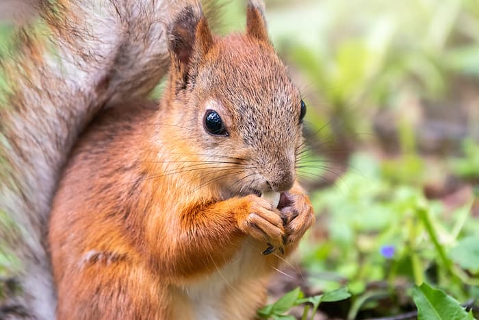 Squirrel Foraging