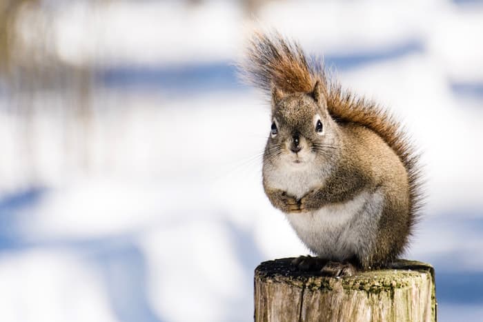 squirrel