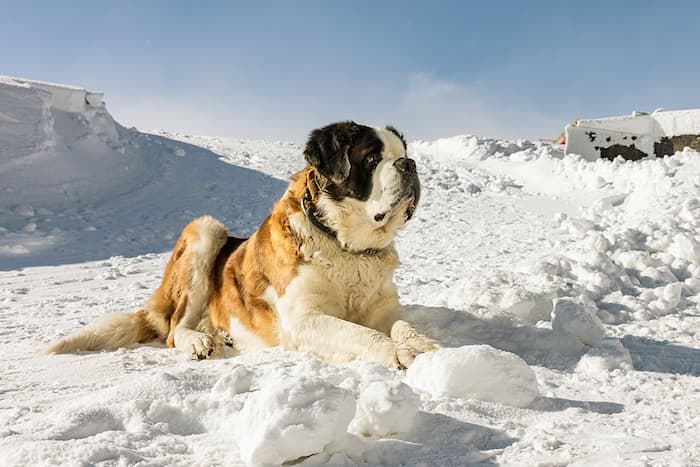 st bernard dog