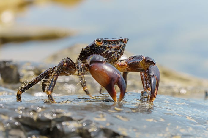 stone crab