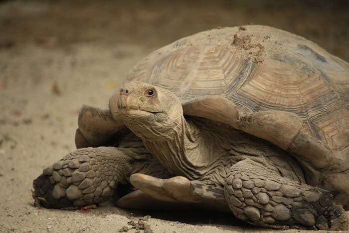 sulcata tortoise