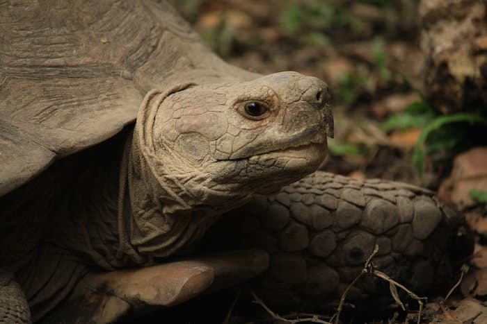 face of sulcata