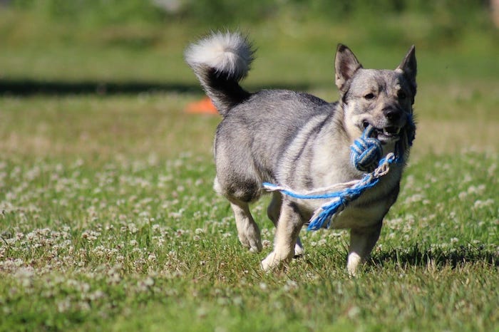 Swedish Vallhund Dog