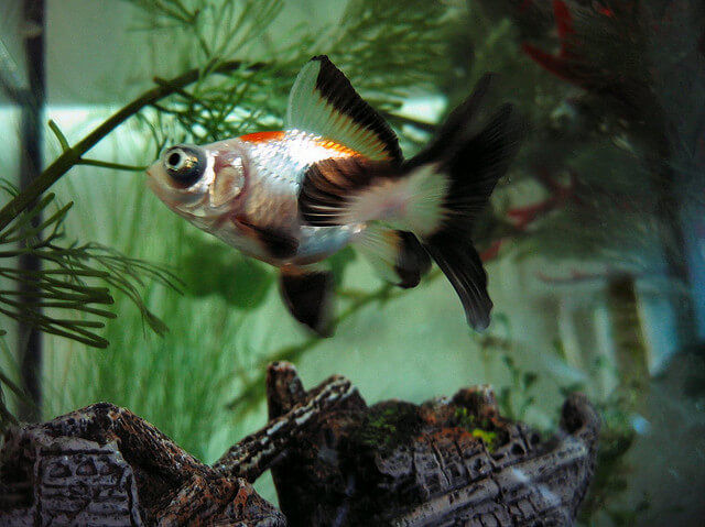 telescope bubble eye goldfish