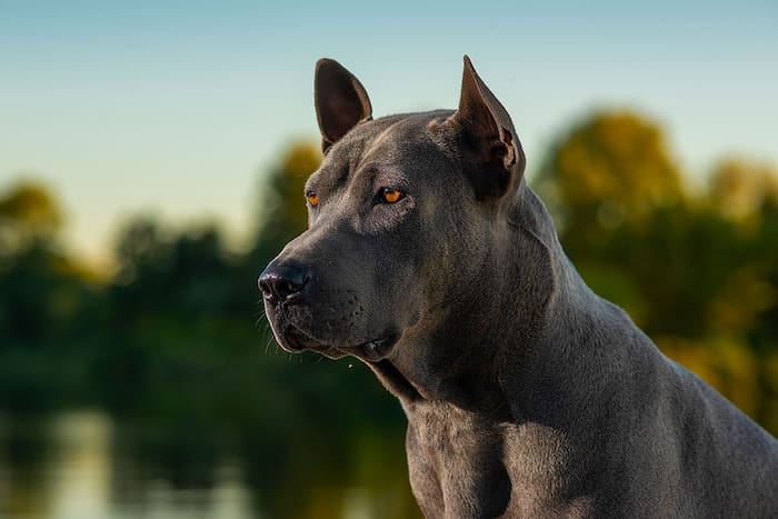 thai ridgeback dog