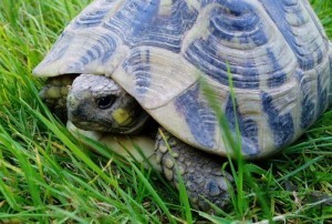 The Hermann's Tortoise