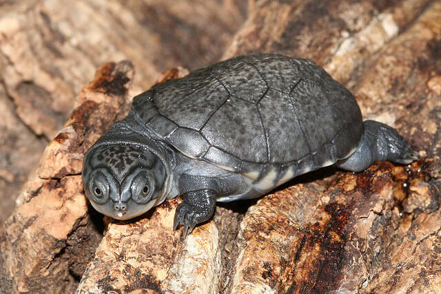 the african mud turtle