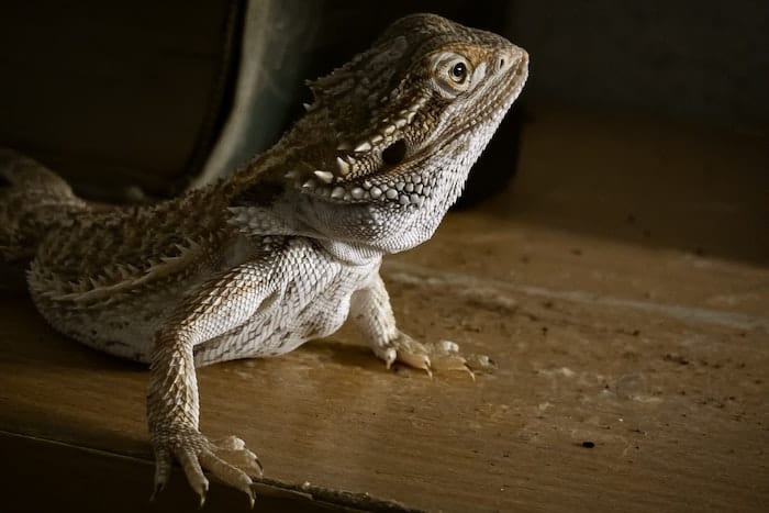 bearded dragon lizard up close