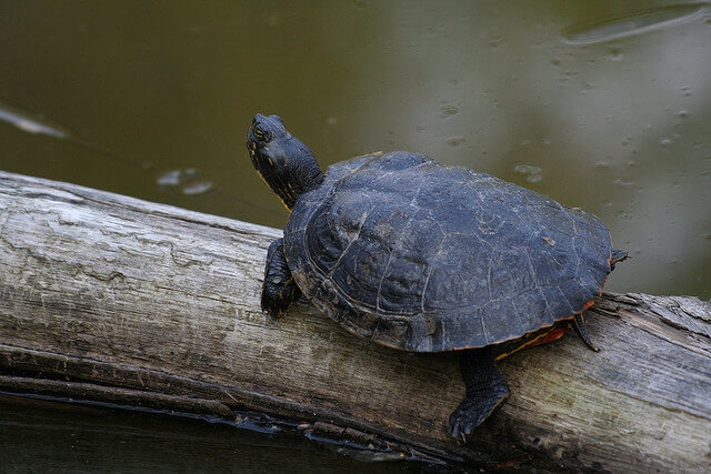 the cooter turtle