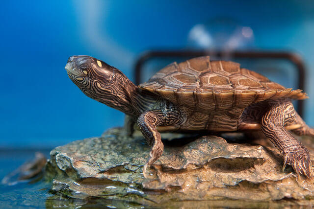 the map turtle