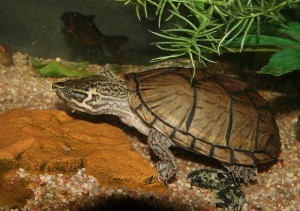 the musk turtle