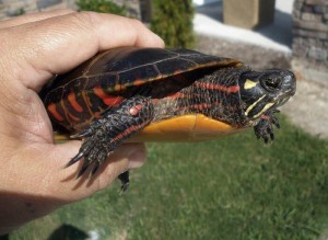 the painted turtle