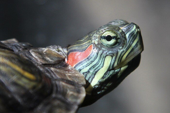 the red eared slider