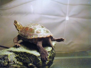 the reeves turtle