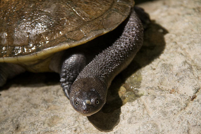 the snake necked turtle