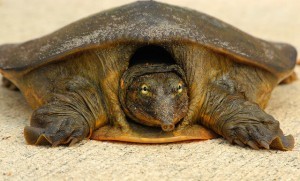 the softshell turtle