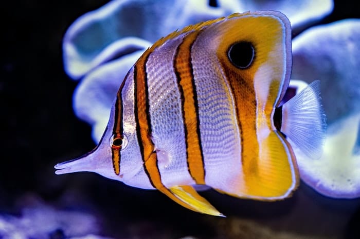 threadfin butterflyfish