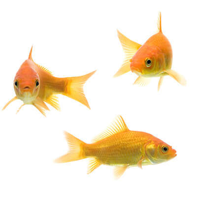 three goldfish