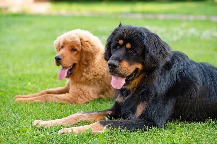 tibetan mastiff