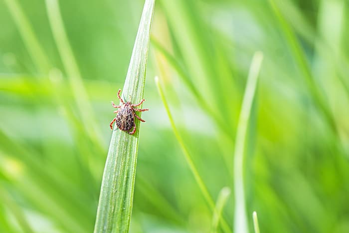 Tick on Blade of Grass