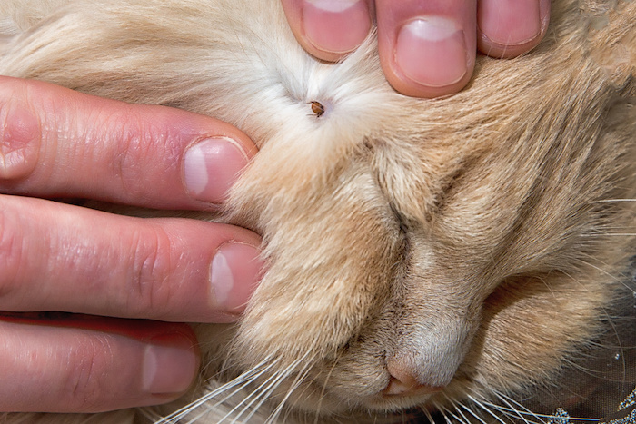 tick on a cat