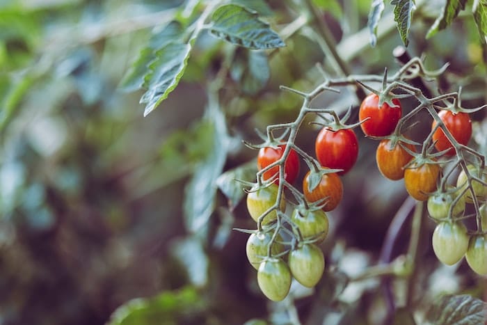 tomato plant