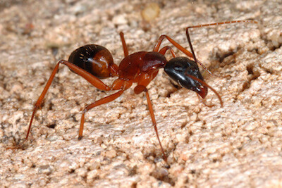 Red Ant Pests.