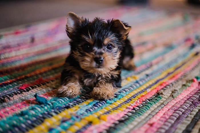 small puppy on rug