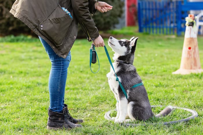 woman training a puppy to sit