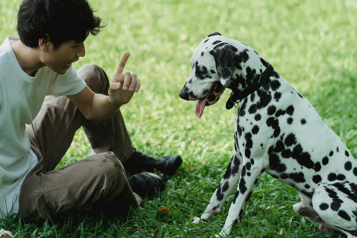 man point at dog while training