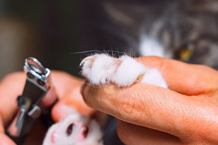 cutting a cat's claws