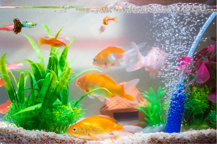 goldfish and other tropical fish in aquarium