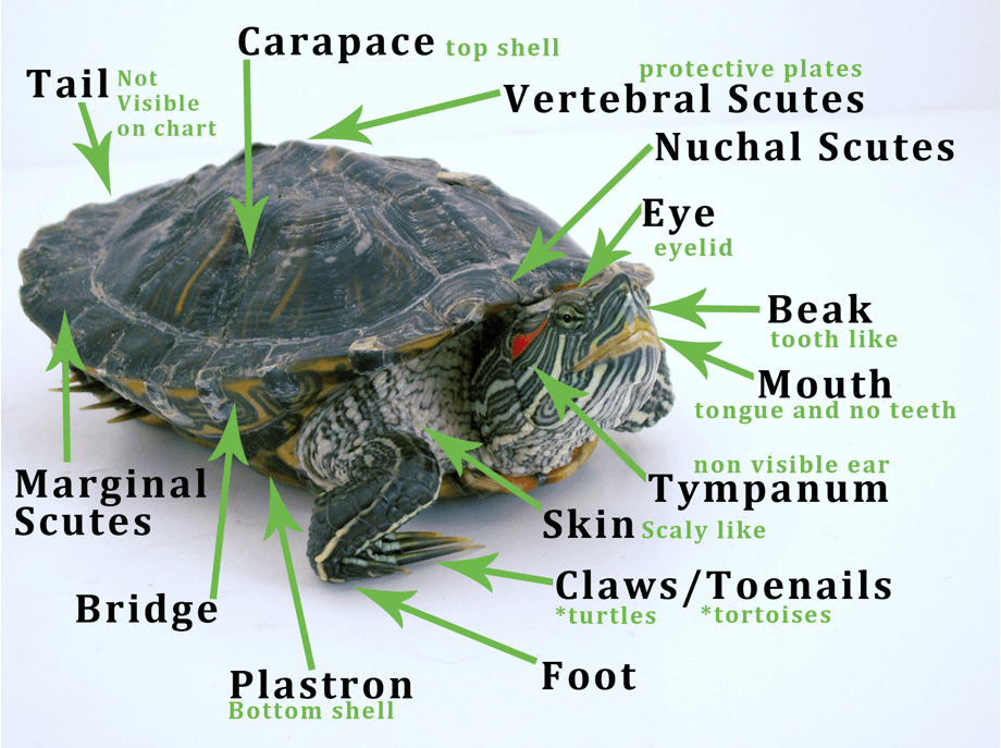 Turtle Classification Chart