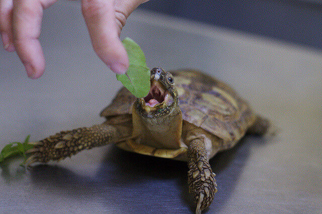 What Tortoises, Aquatic and Box Turtles Eat : Feeding & How Often