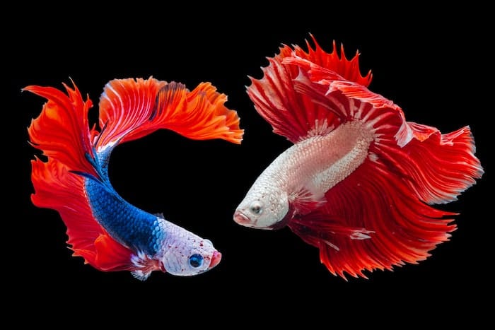 two flowing fins beta fish