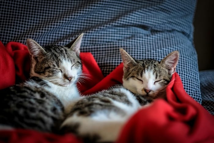 two cats napping